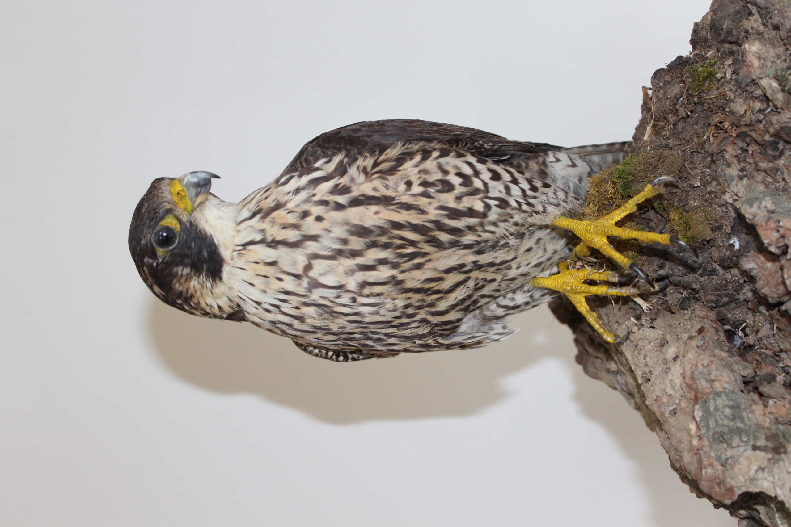 Falco pellegrino IMG_5128